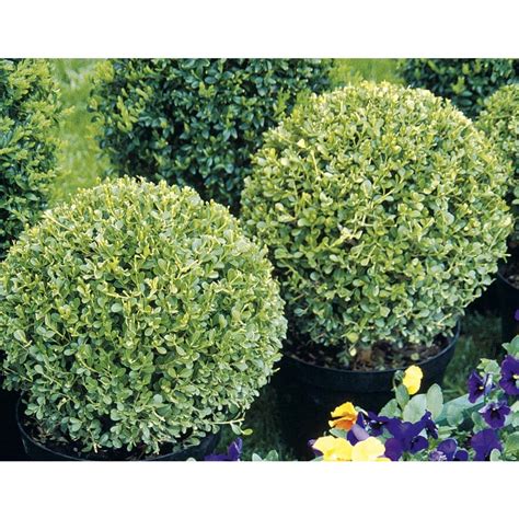 Lowes Bushes 3 For $10. Buy Best Sellers at Spring Hill Nurseries – Spring Hill Nursery. 